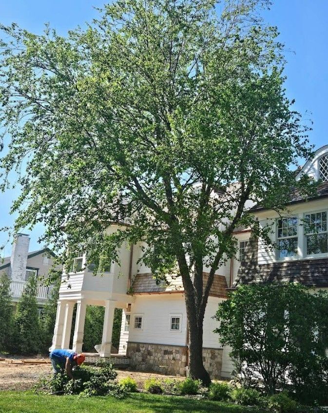 Large leafy tree in front of a house, with a person gardening near the lawn.