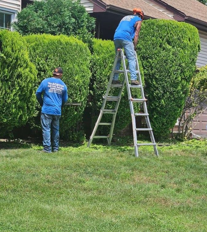 Two landscapers trimming a large hedge, one on a ladder in a green yard.