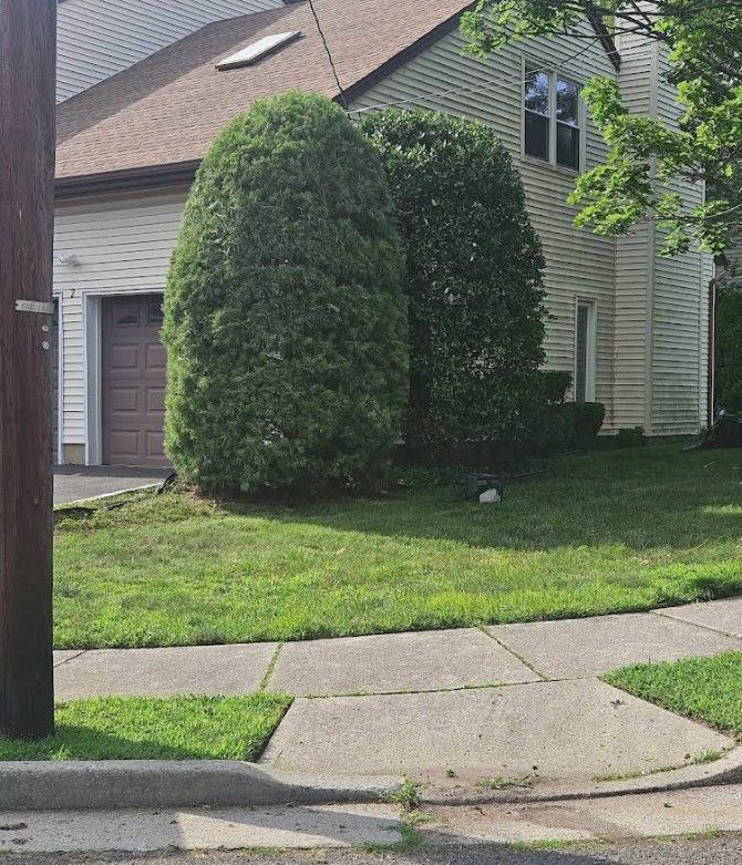 Two tall trimmed shrubs beside a house lawn and sidewalk