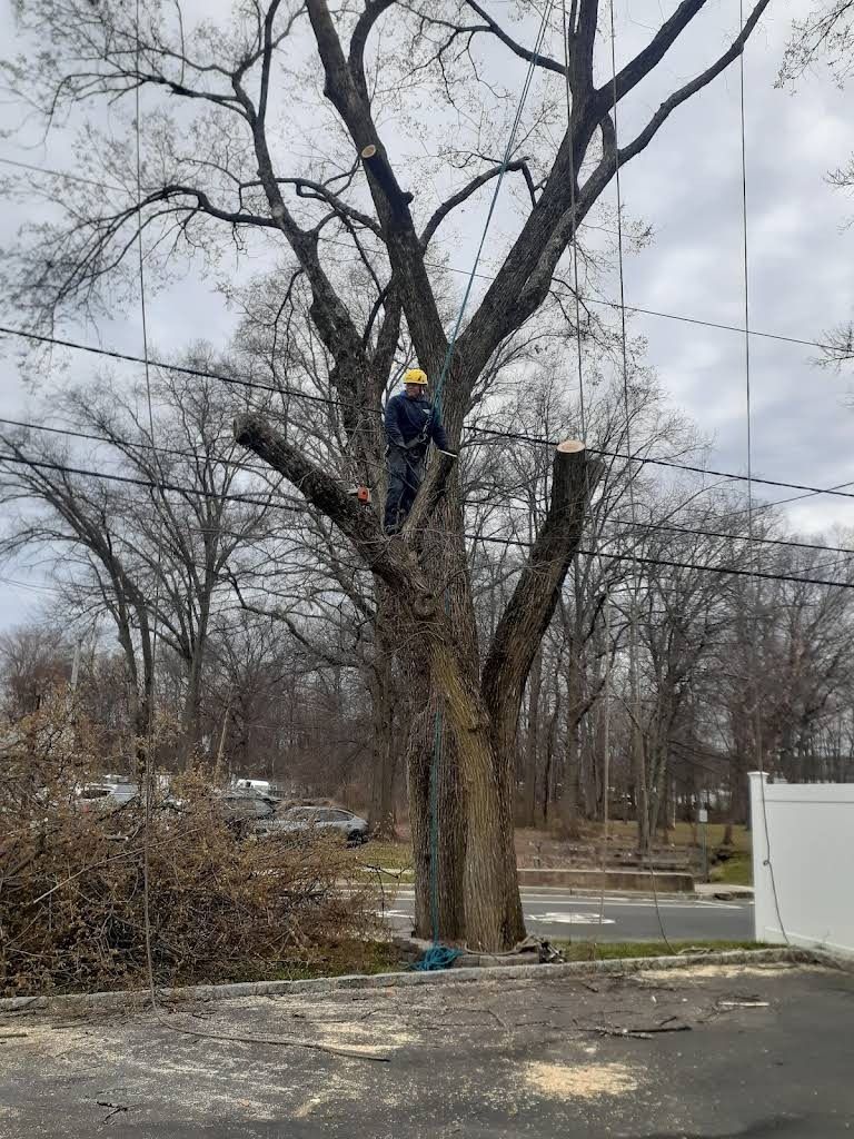 Person in a yellow jacket climbing a large leafless tree in a parking lot.
