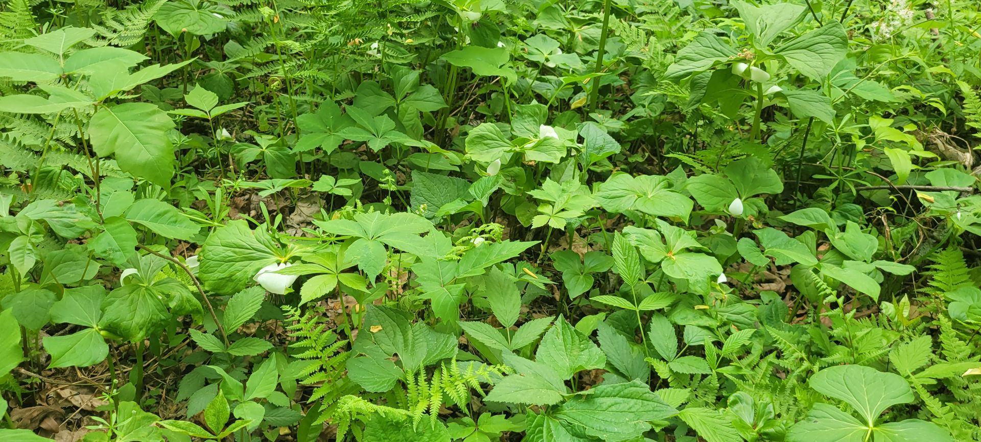 A bunch of green plants are growing on the ground