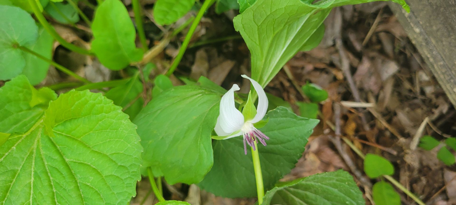 A white flower with a purple center is surrounded by green leaves.