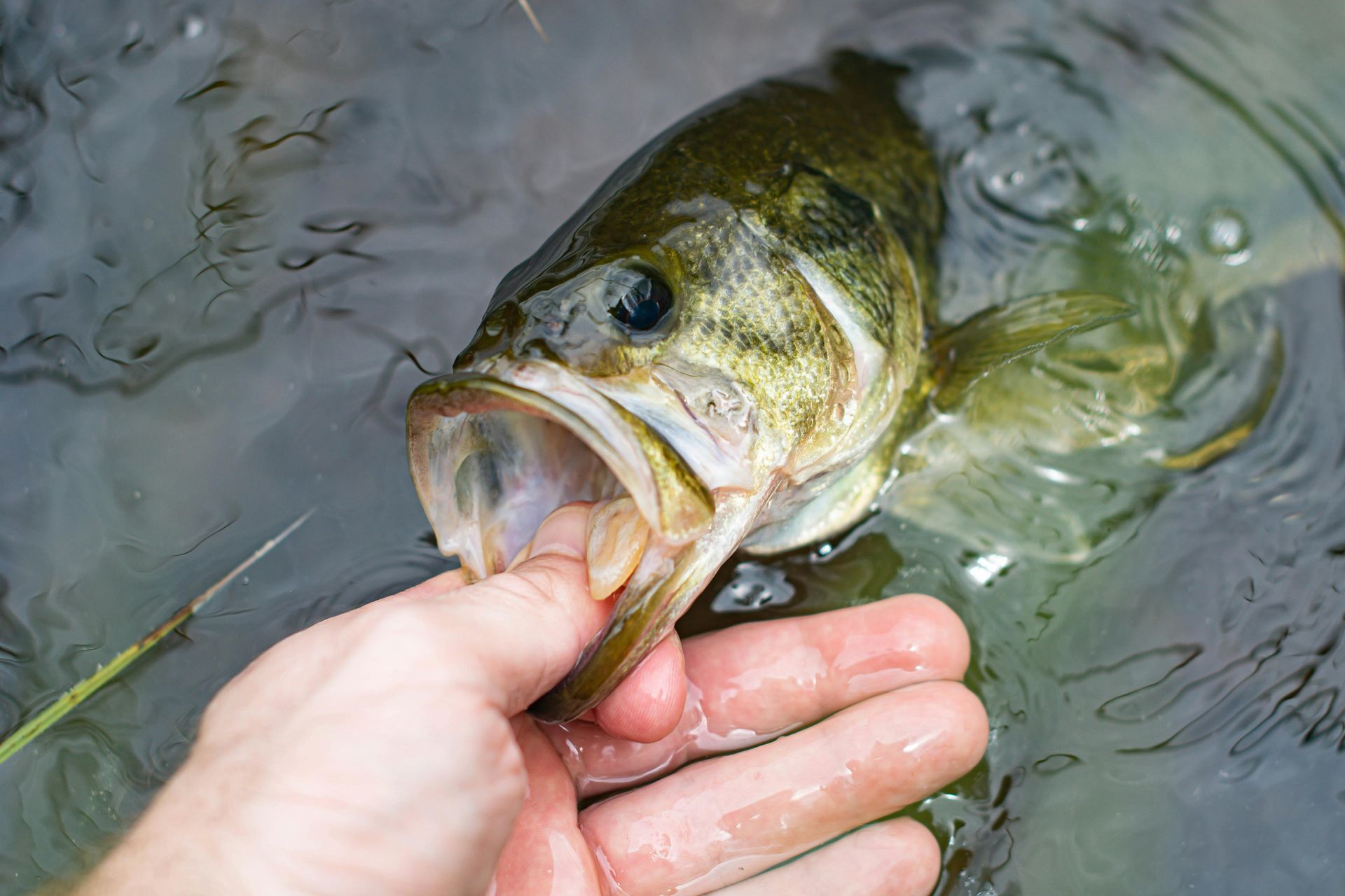 A person is holding a large fish in their hand