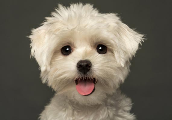 Finding your new friend — Whiteway Pet Shop in Elizabeth, NJ