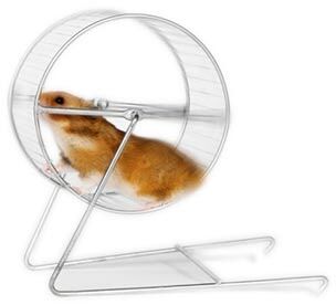 Hamster running in the wheel — Whiteway Pet Shop in Elizabeth, NJ