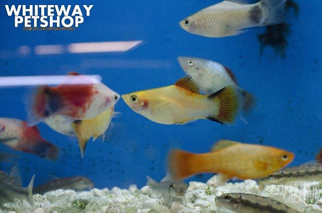 Freshwater Fish of New Jersey