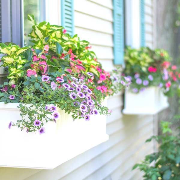 Window boxes overflowing with colorful flowers on a light-colored house, with blue shutters.