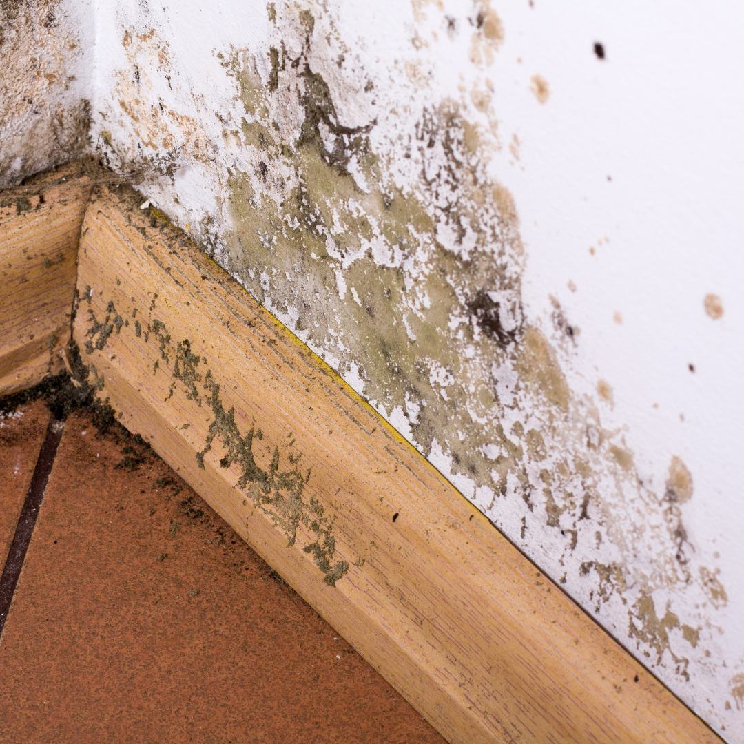 mold removal and remediation