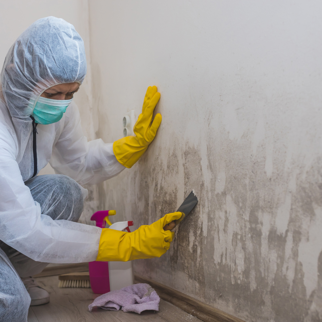 Mold Removal Solutions