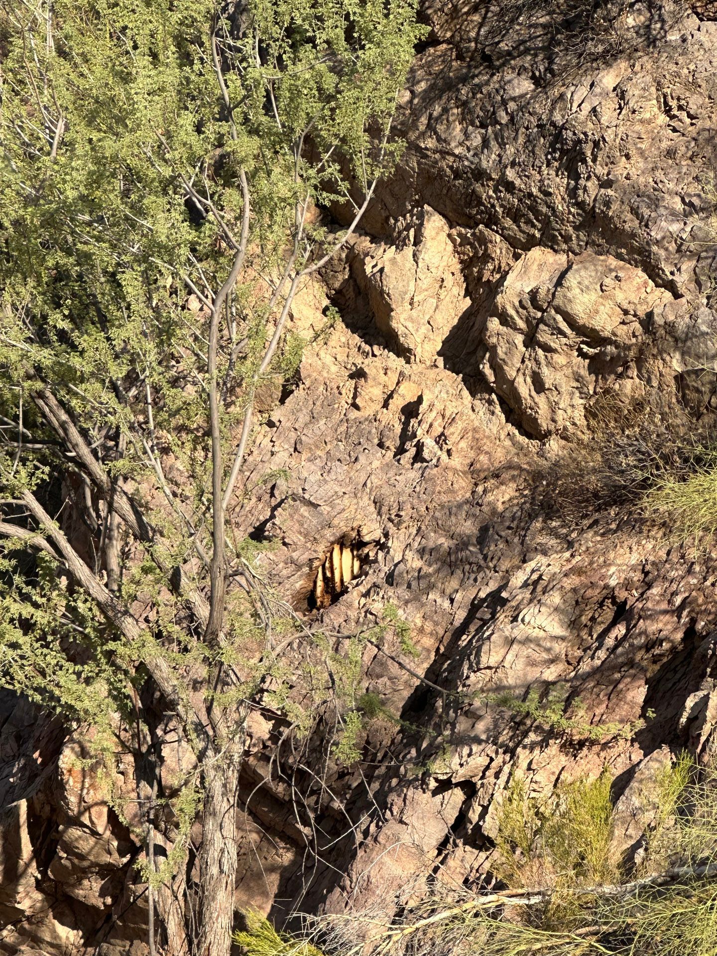 A bee is sitting on top of a rocky cliff surrounded by trees.