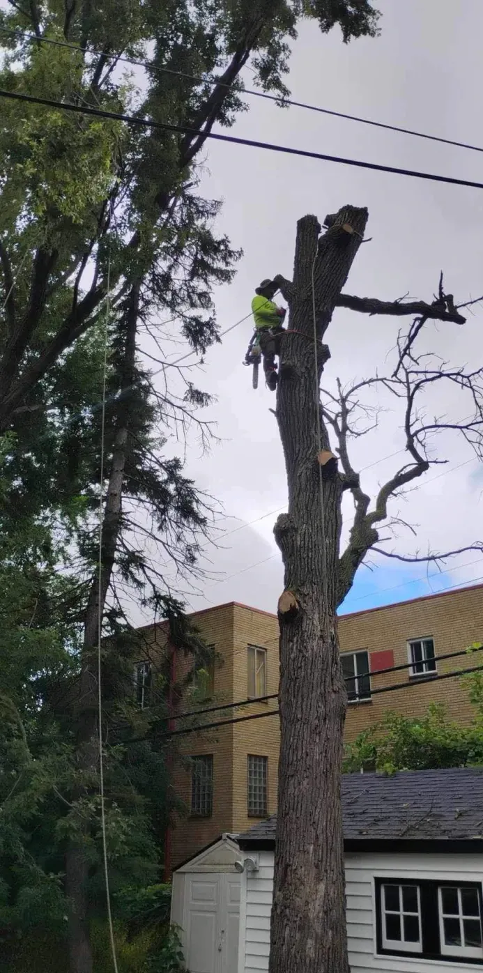 A man is climbing a tree in front of a house.