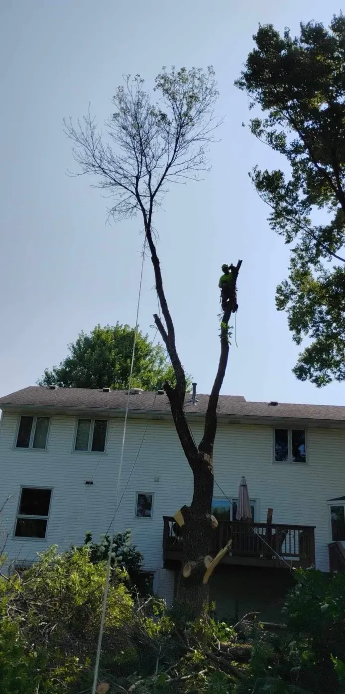 A man is climbing a tree in front of a house.