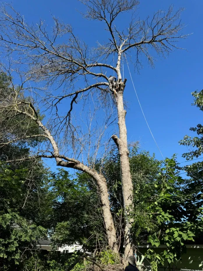 A tree with a lot of branches and a blue sky in the background