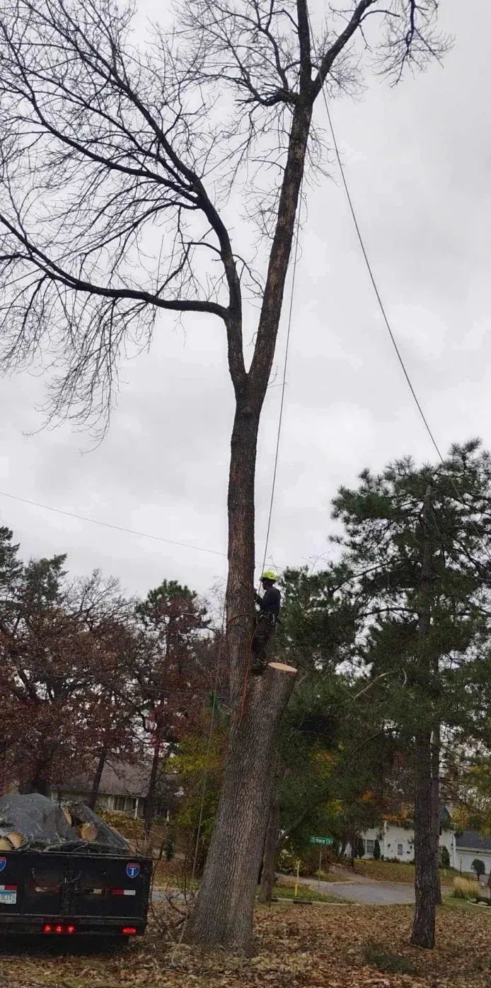 A man is climbing a tree with a chainsaw.