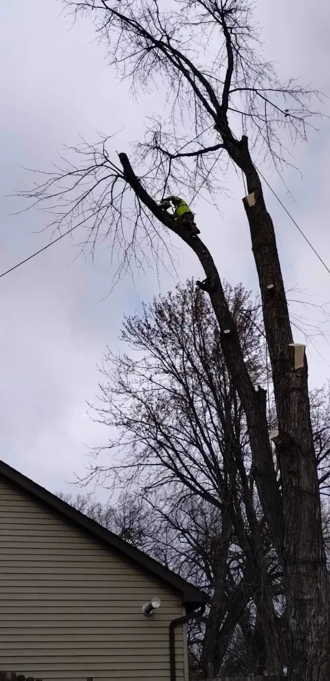 A man is climbing a tree in front of a house.