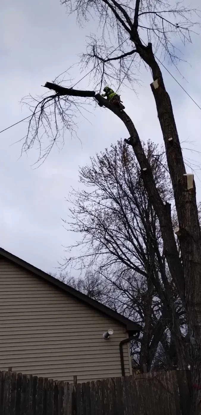 A tree is being cut down in front of a house.