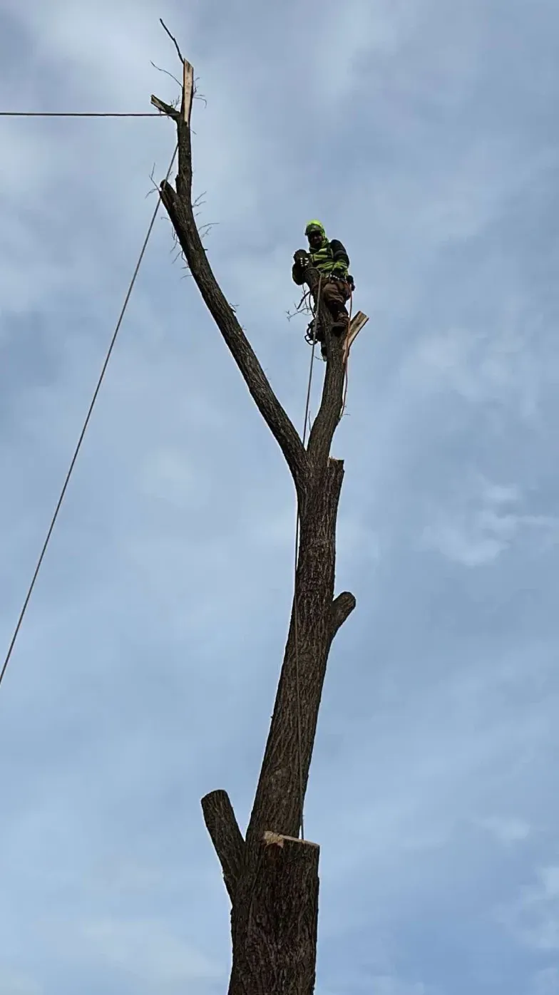 A man is climbing a tree with a chainsaw.