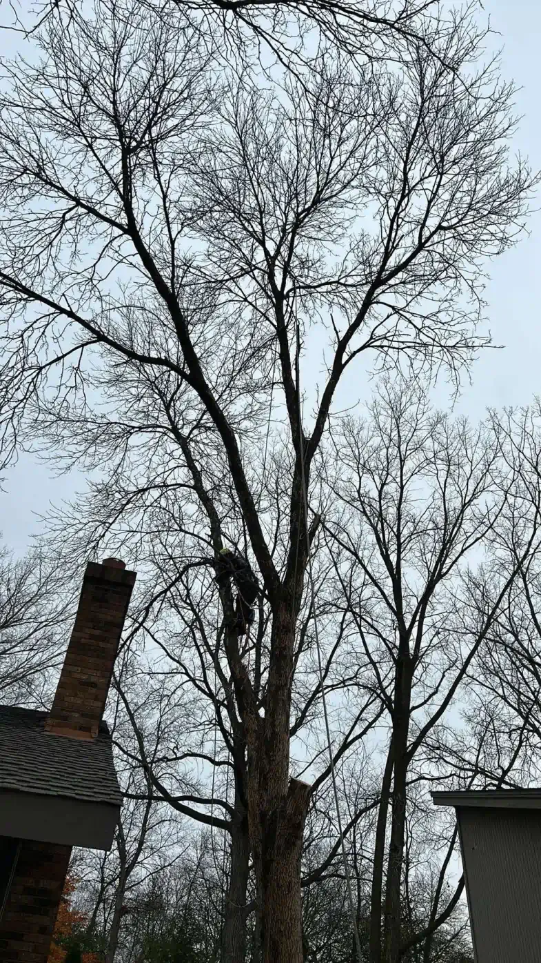 A tree with a chimney in the background and a house in the background.