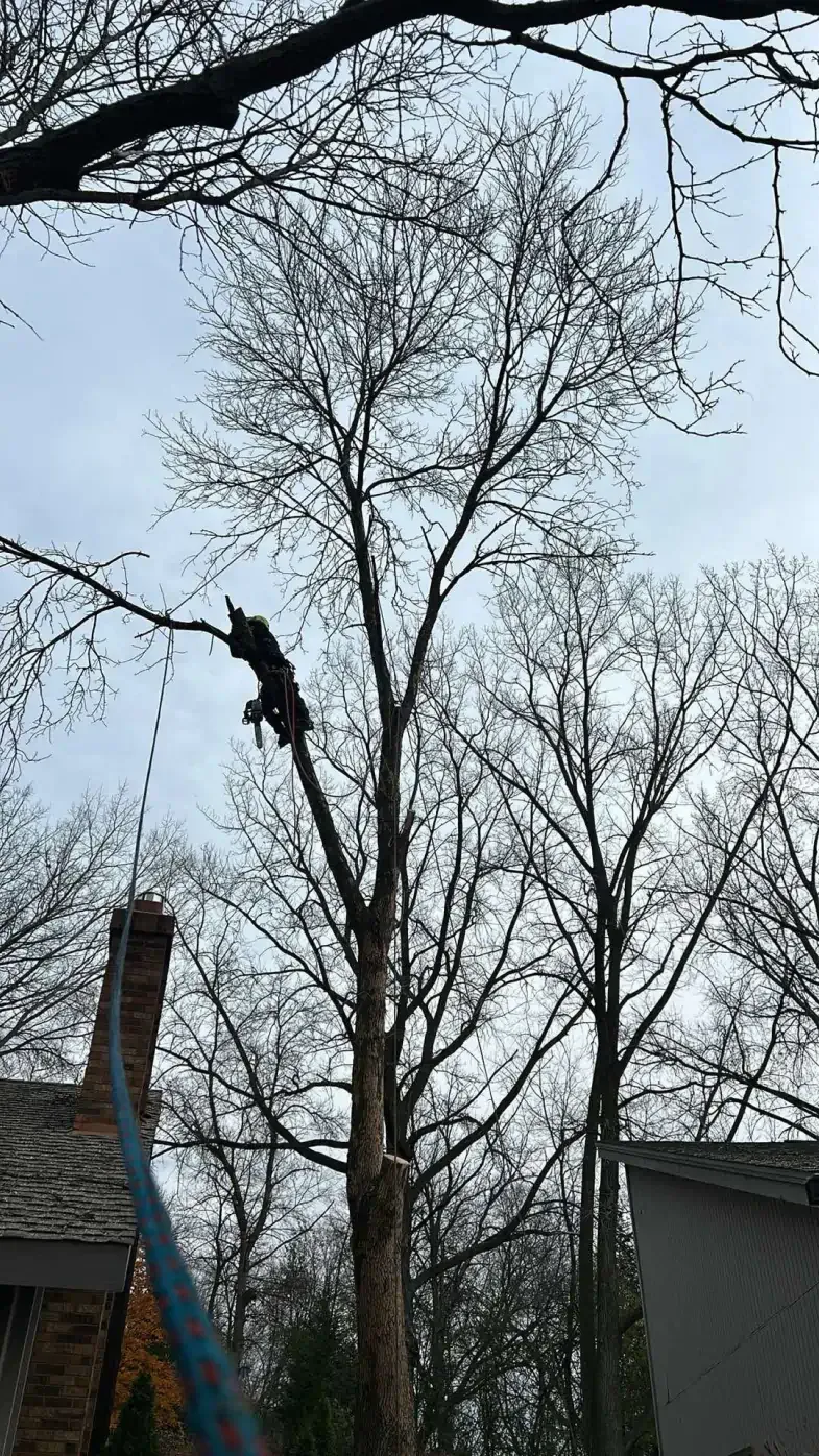 A man is cutting a tree with a chainsaw in front of a house.