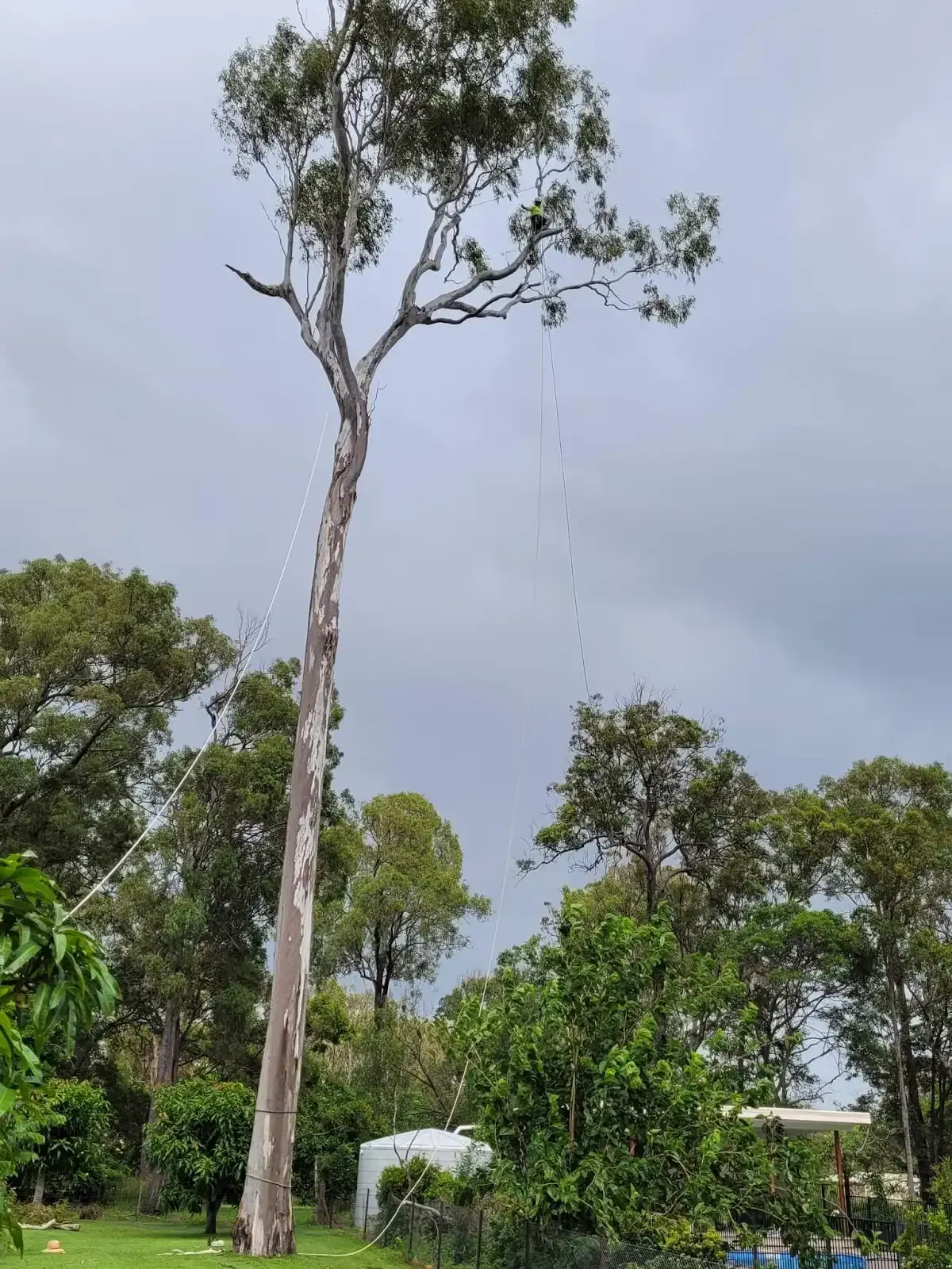 A man in a bucket is cutting a tree with a chainsaw.