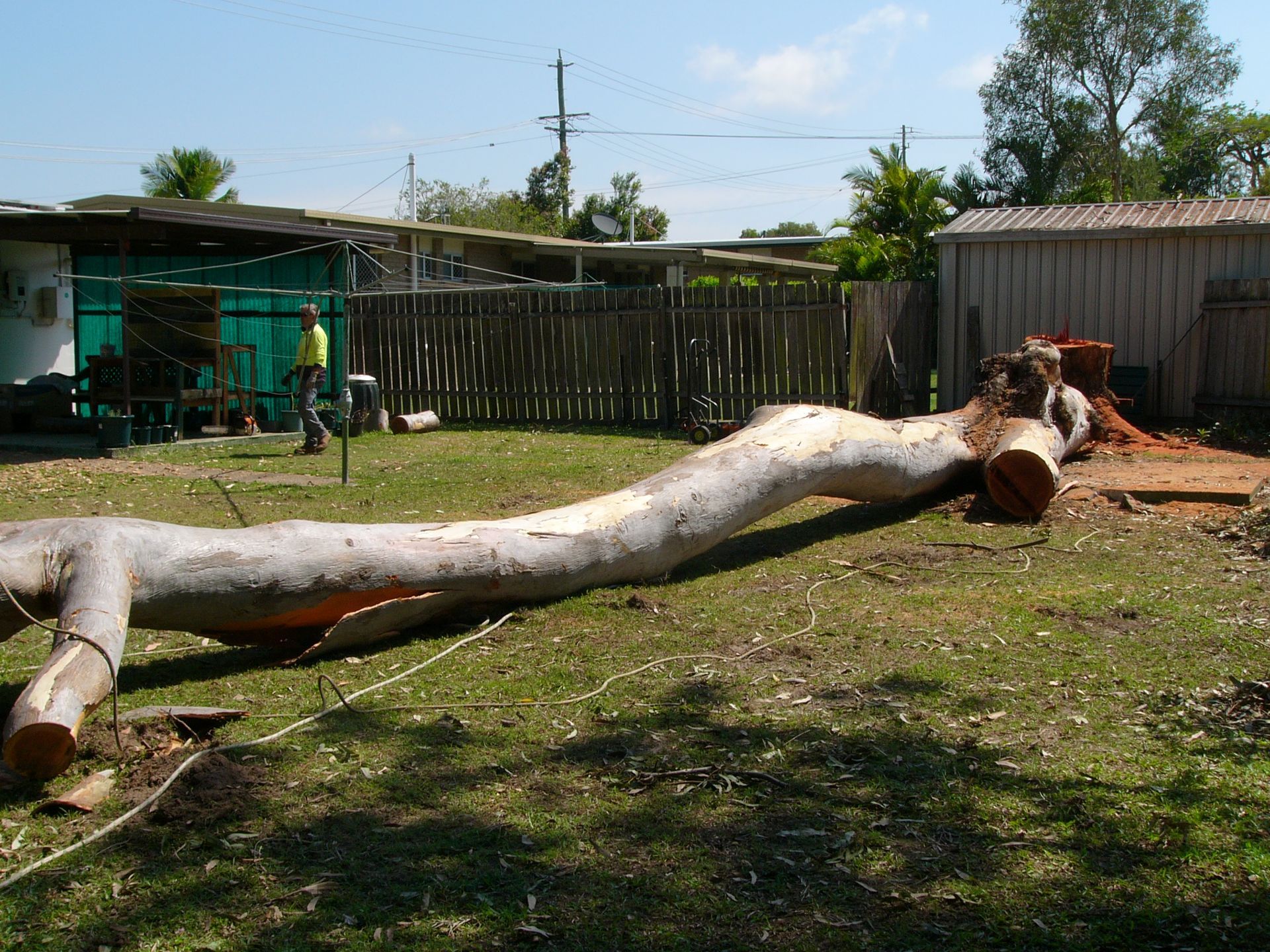 A tree stump in the middle of a forest.