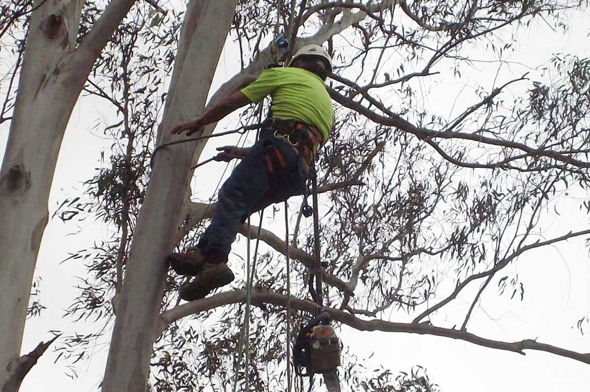 A man in a yellow shirt is climbing a tree