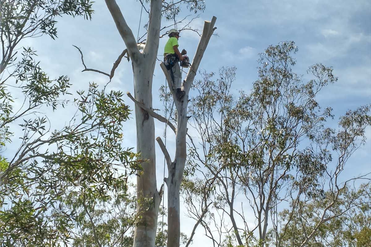 A man is climbing a tree with a chainsaw.