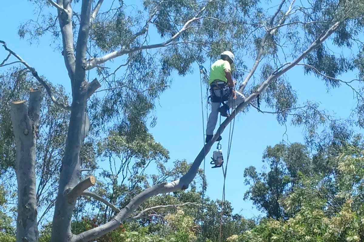 A man is sitting on top of a tree branch.