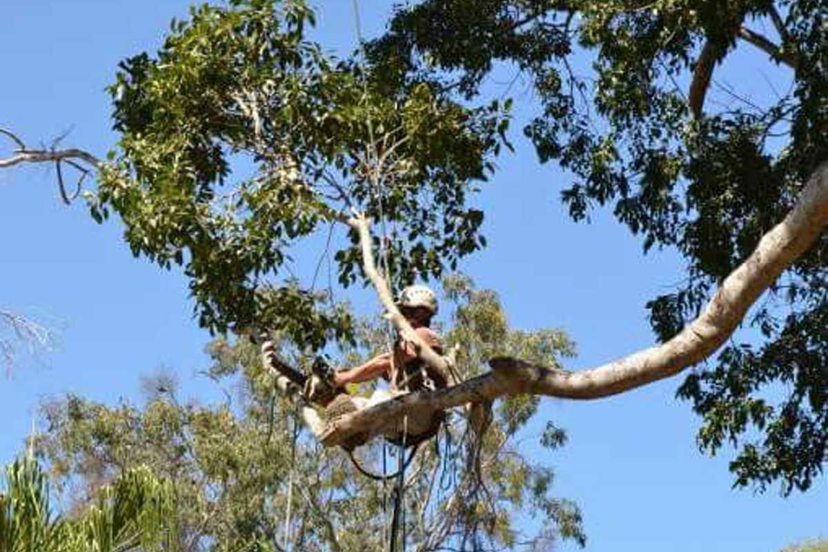 A man is cutting a tree branch with a chainsaw.