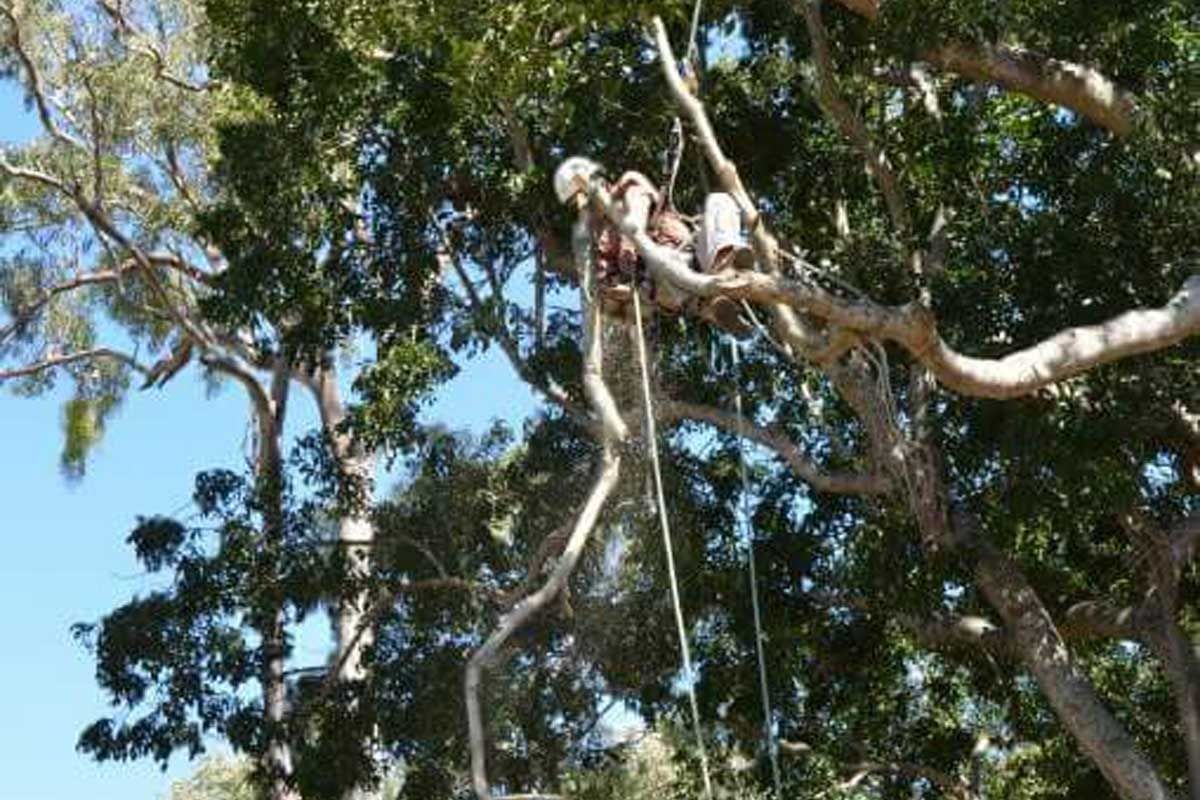 A man is cutting a tree with a chainsaw.