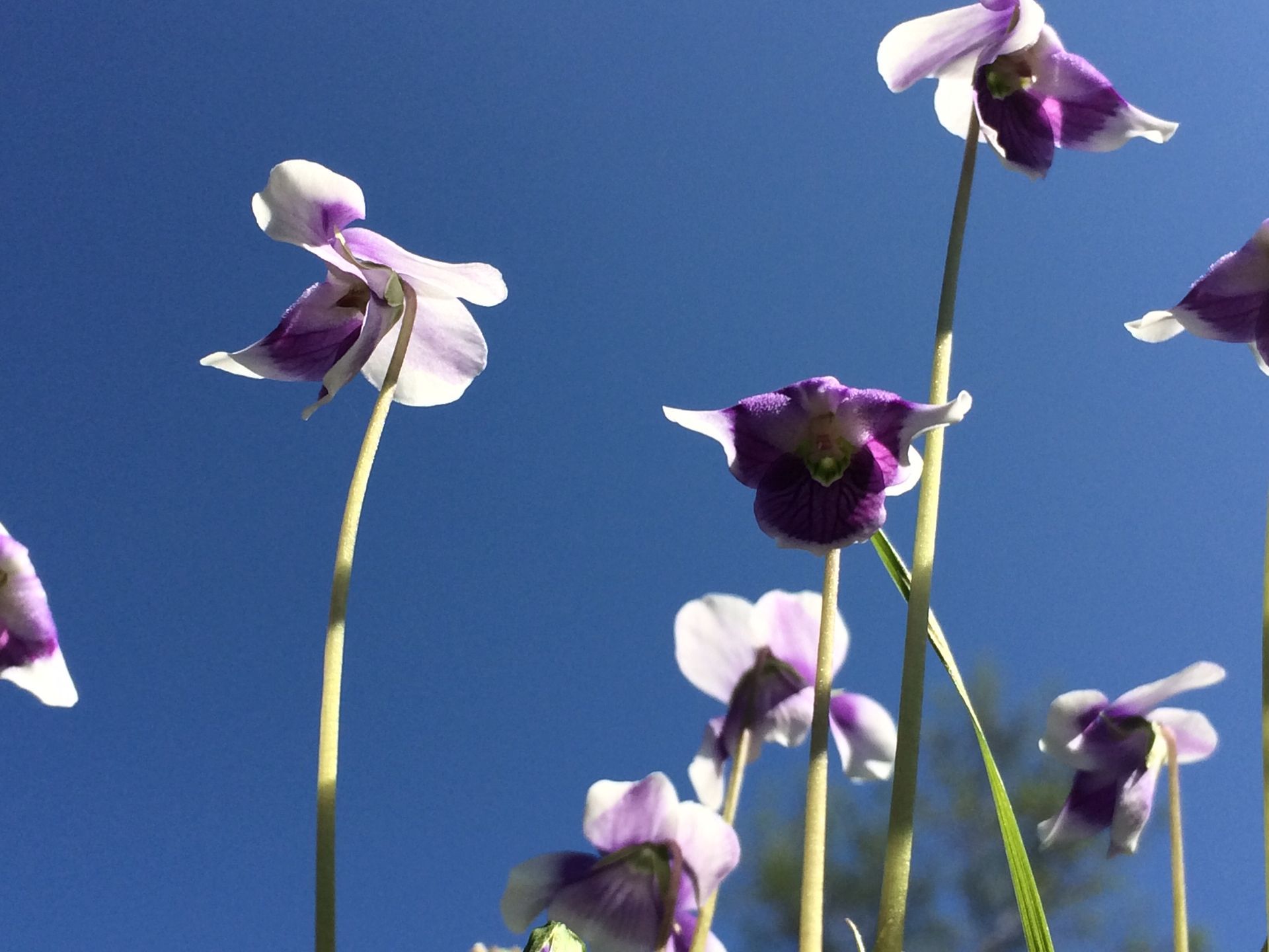Purple flowers- Professional Cleaner in Warwick, QLD