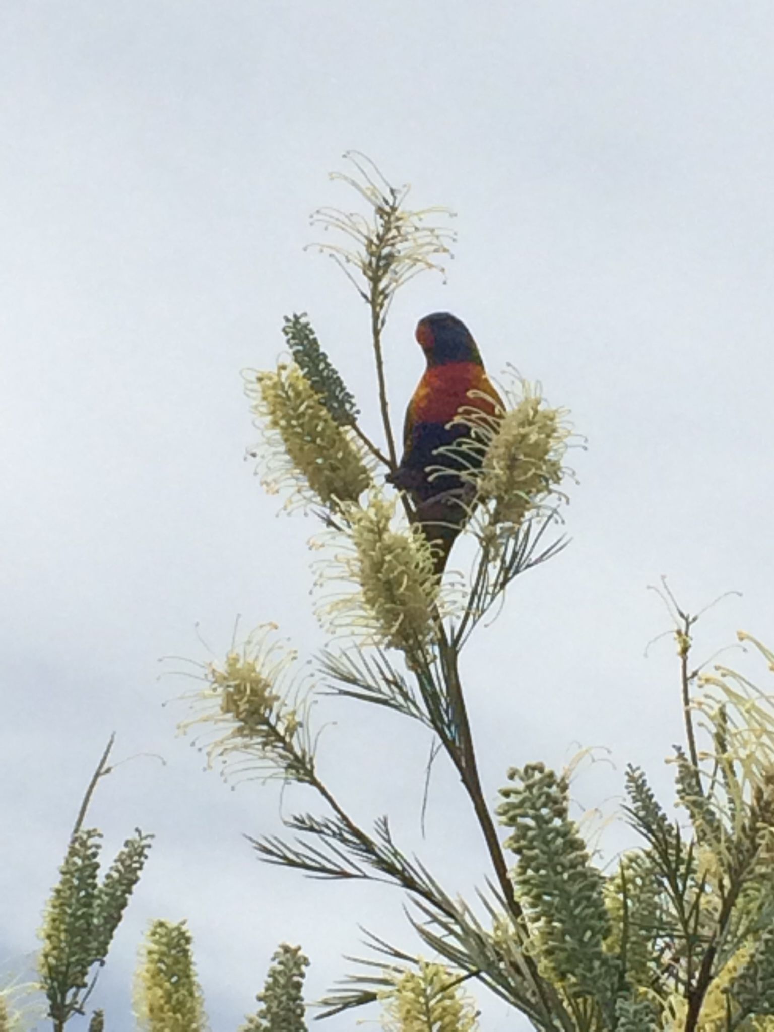 Lorikeet in a tree - Cleaning Services in Darling Downs, QLD