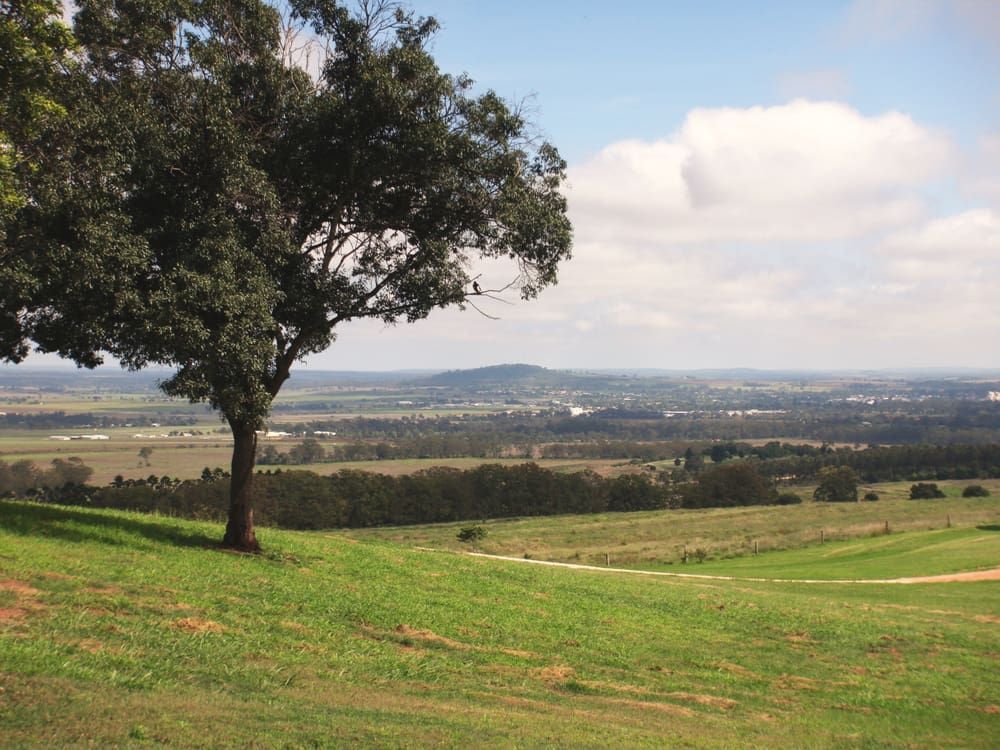 Big Tree On A Field With View Of City - Cleaning Services in Darling Downs, QLD