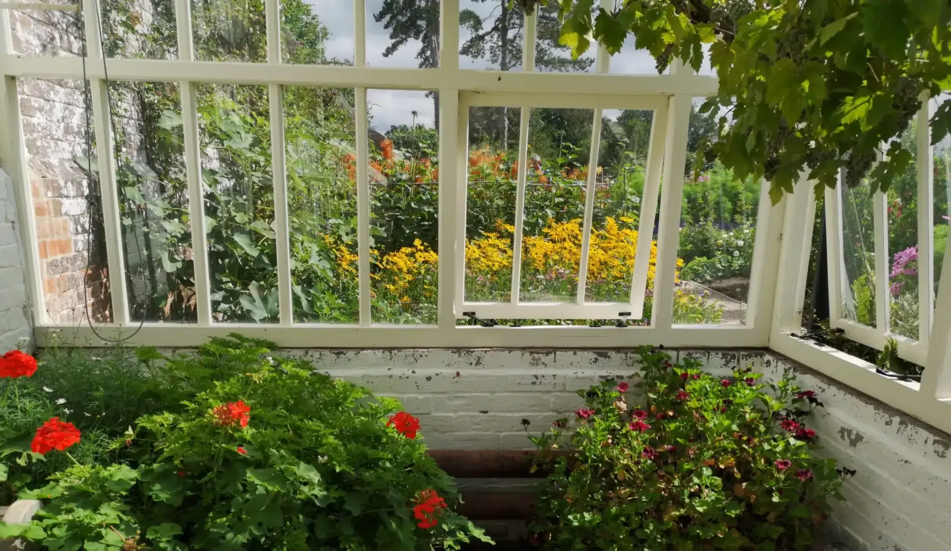 Inside a greenhouse, red flowers bloom in front of a garden window overlooking a garden with yellow and orange flowers.