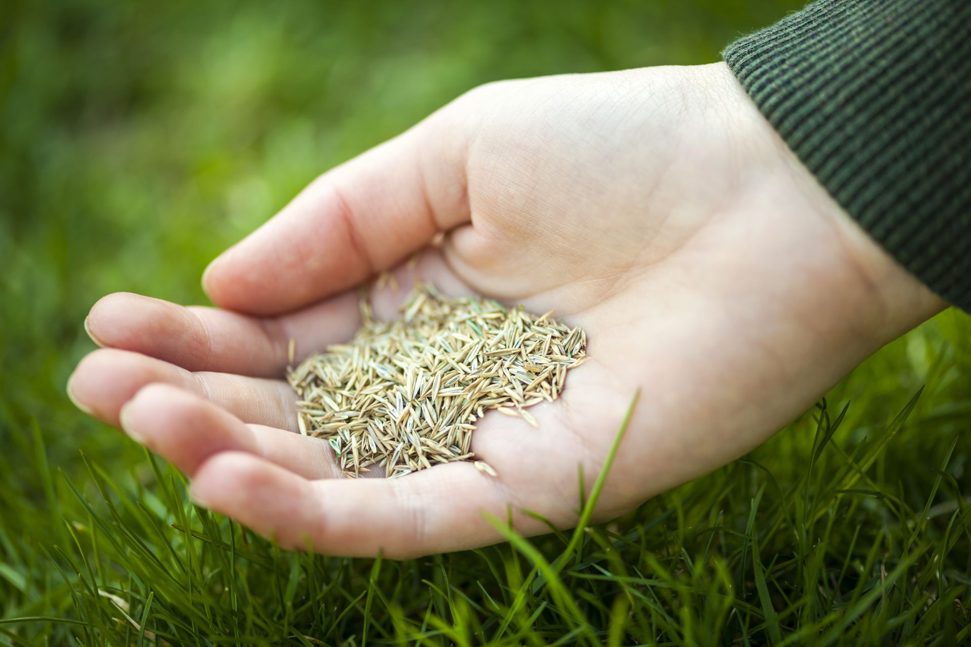 Hand holding grass seeds over grass.