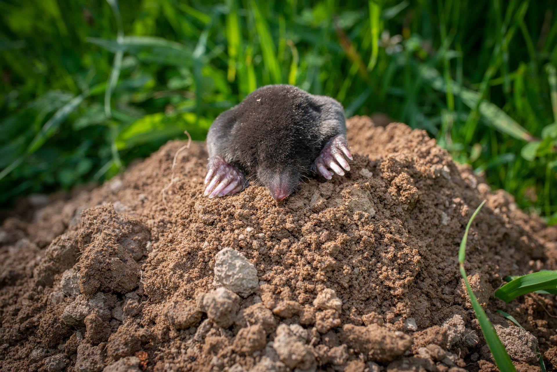 Mole emerging from a dirt mound, with grass in the background.