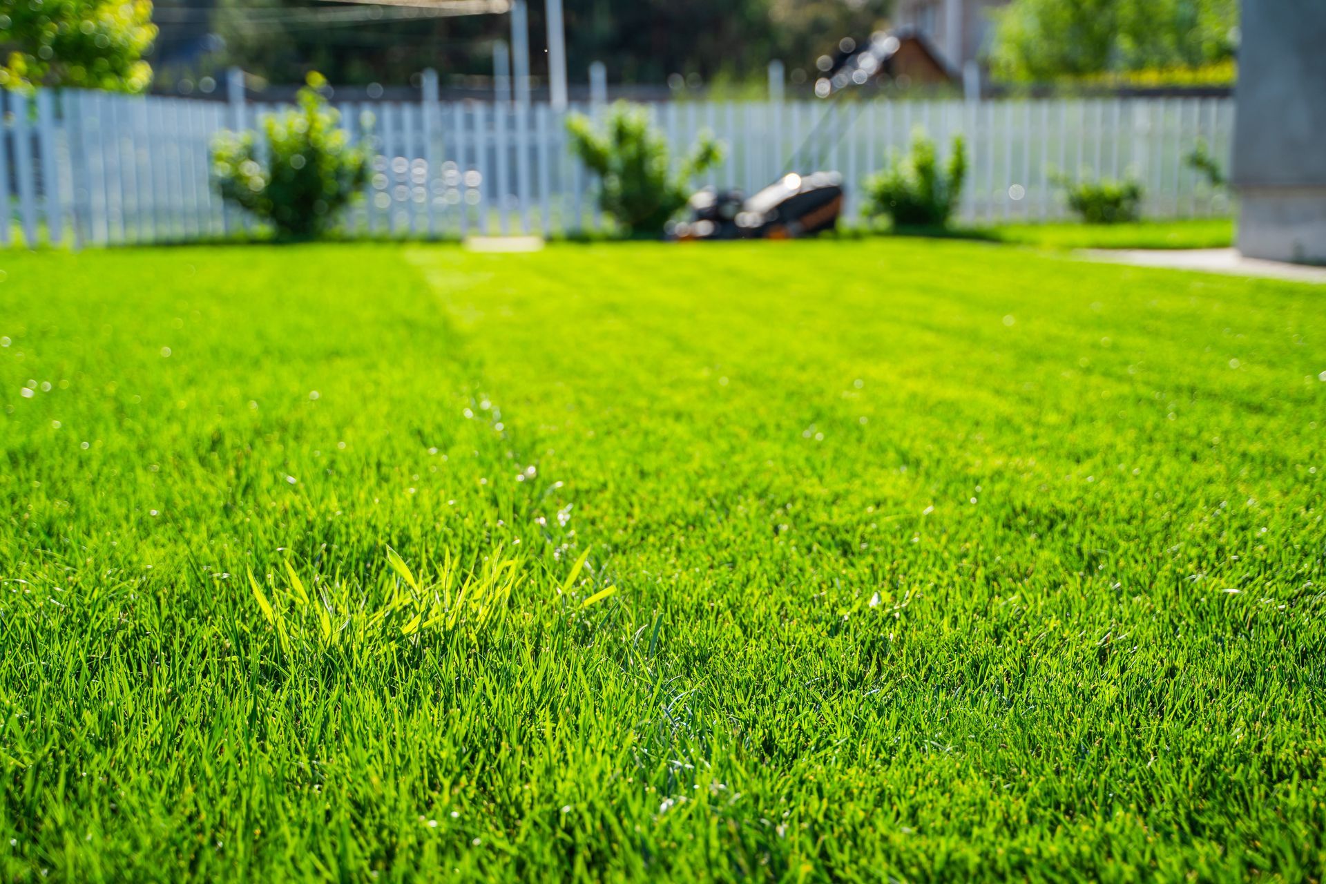 Close-up of bright green lawn with visible mowing lines; white picket fence, bushes, and house in the blurred background.