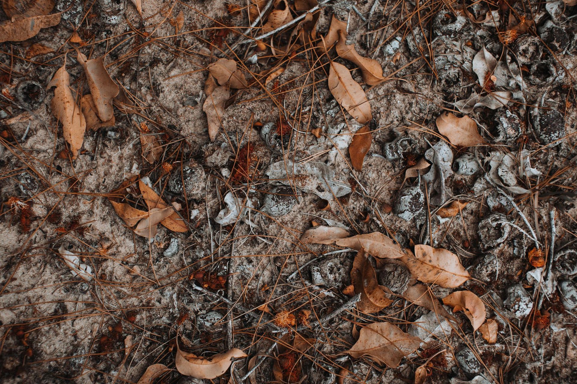 Brown and tan forest floor covered in fallen leaves and twigs.