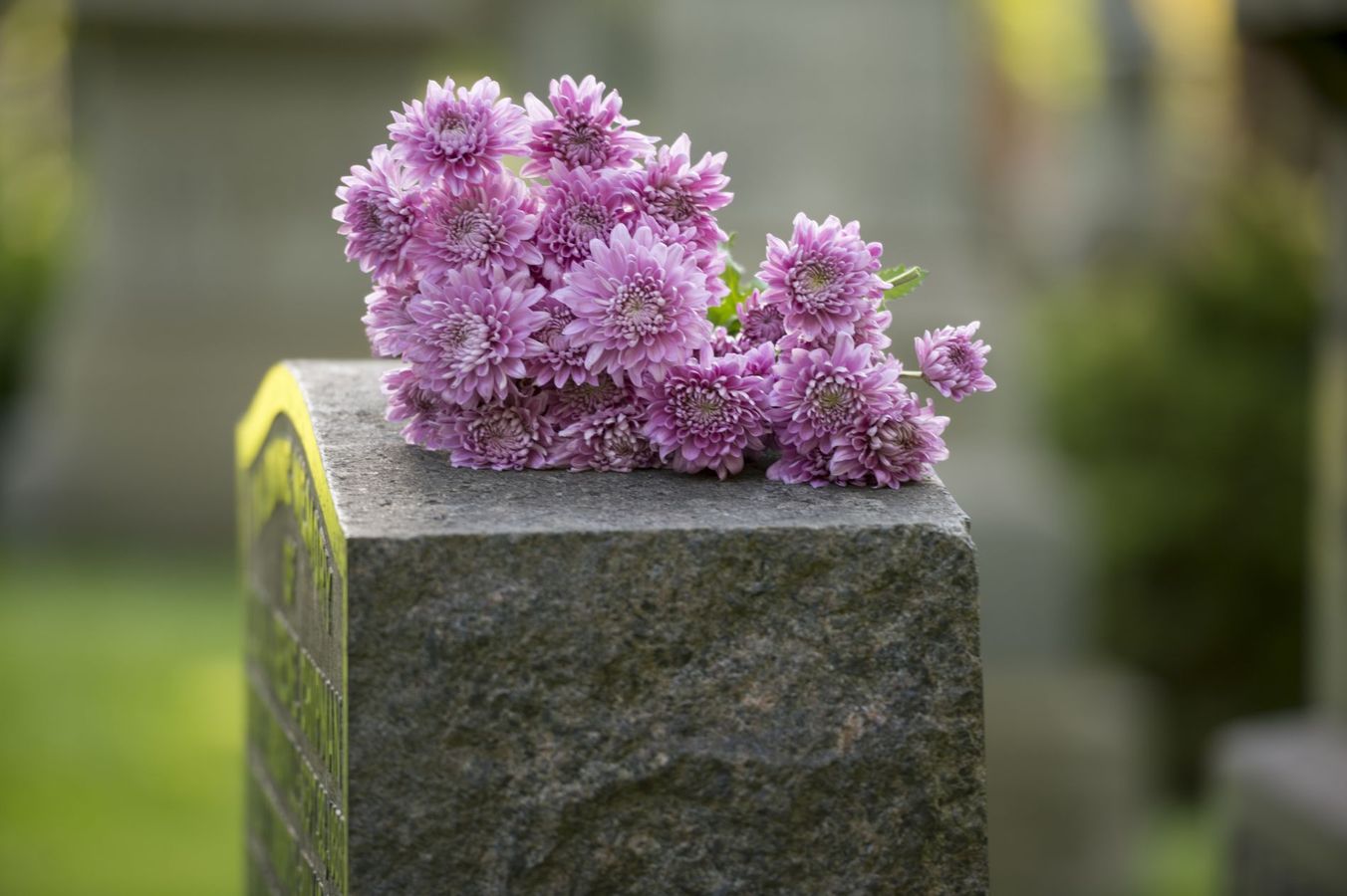 Fiori viola su una lapide di pietra grigia in una scena sfocata di un cimitero all'aperto.