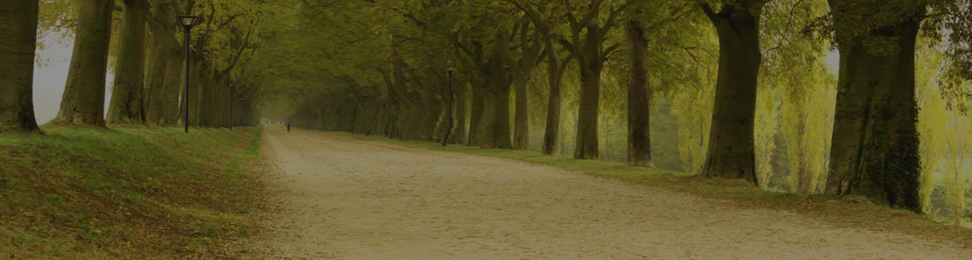 Sentiero sterrato alberato che attraversa un parco erboso con alti alberi che si inarcano sopra la testa