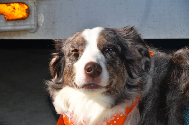 services - Loveland, CO - Worthington Animal Clinic services - Loveland, CO - Worthington Animal Clinic