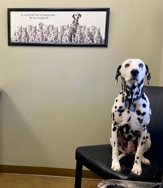 Happy Dog — Quality Veterinary Care in Loveland, CO