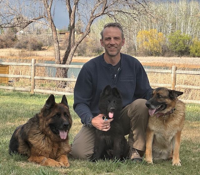 A man is kneeling down with two german shepherds in the grass.
