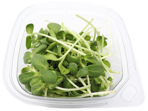 Container of black oil sunflower microgreens