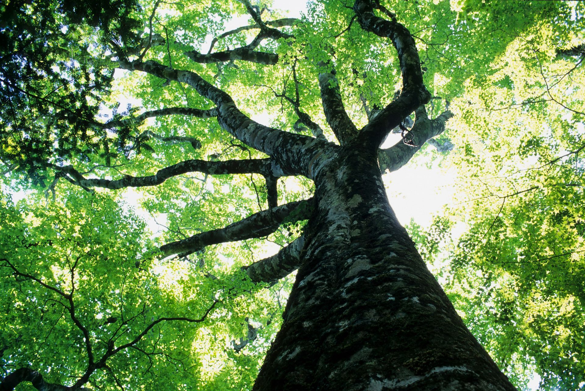 Looking up at a tree with lots of green leaves