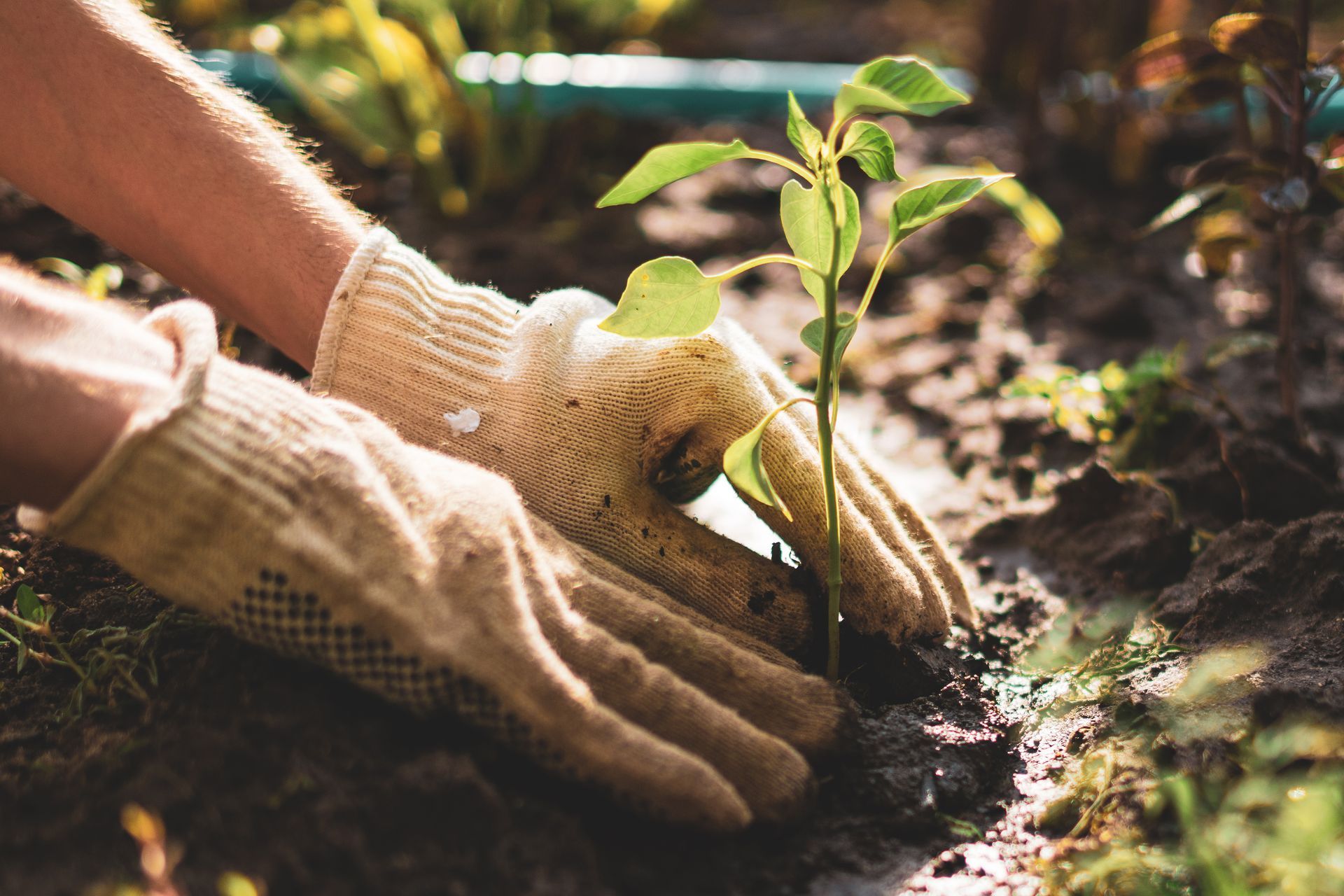 A person wearing gloves is planting a small plant in the ground.