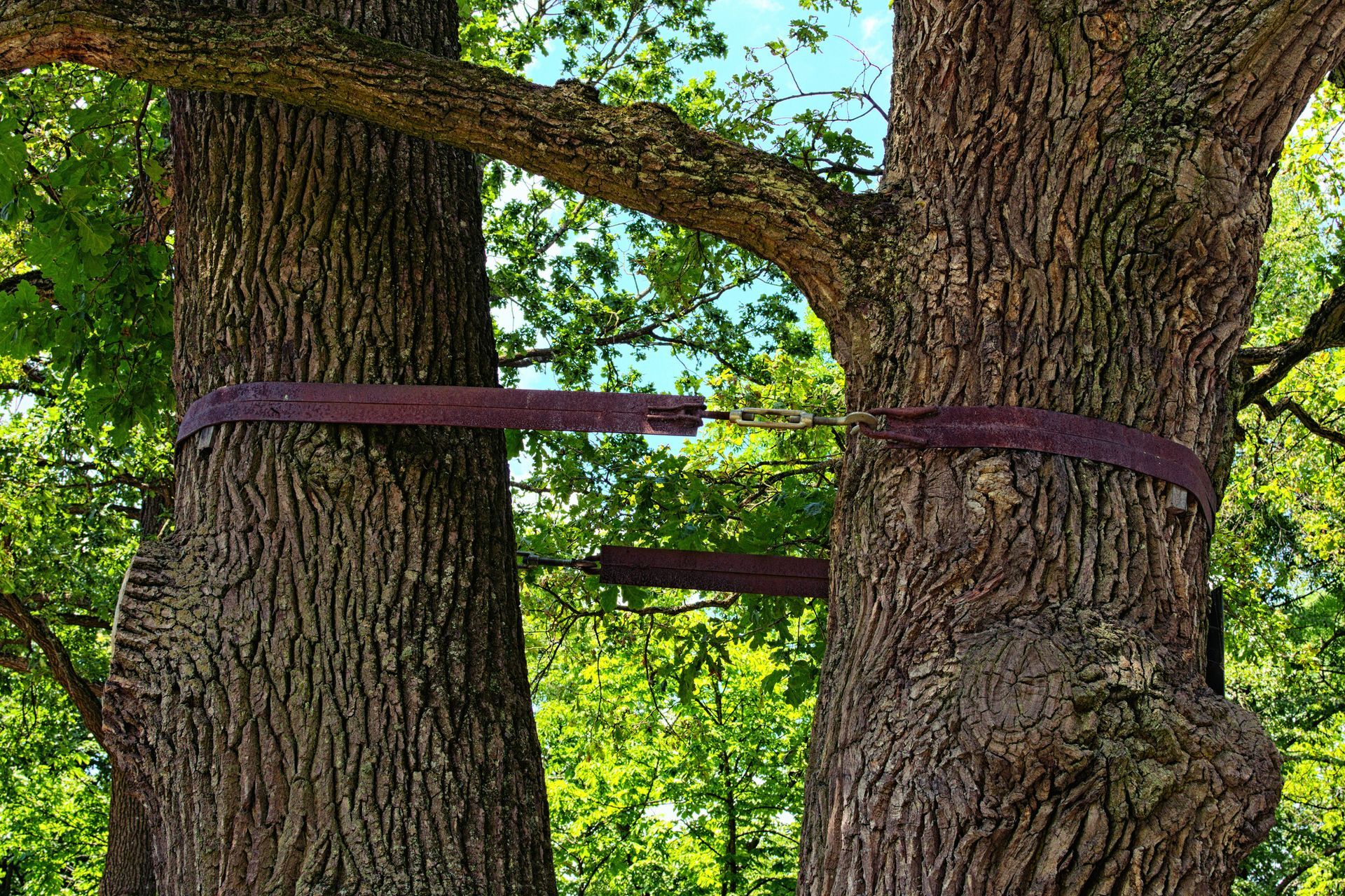 Two trees are tied together with a purple rope.