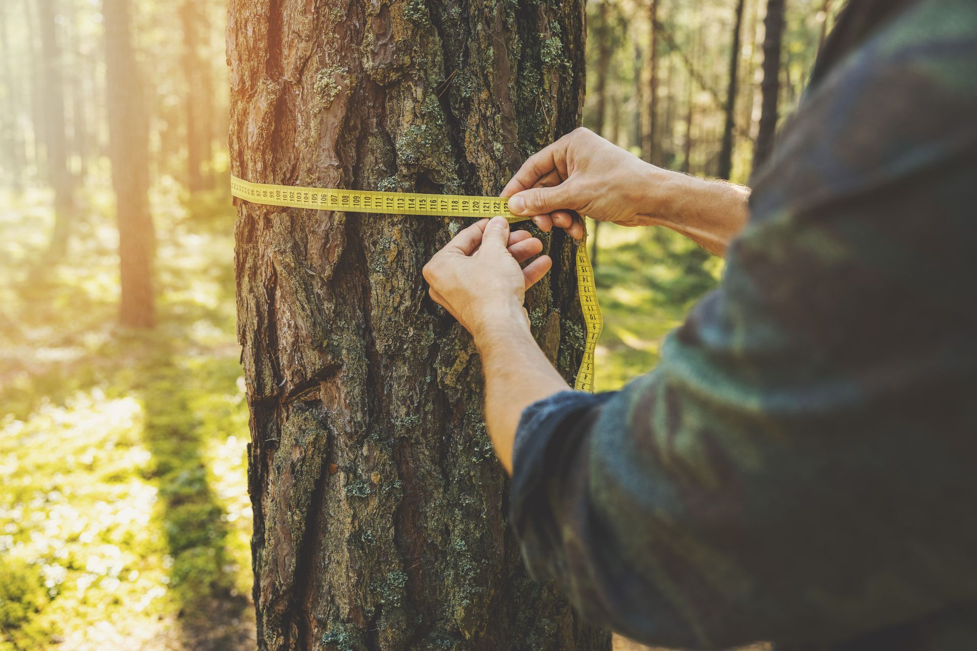 A person is measuring a tree with a tape measure.