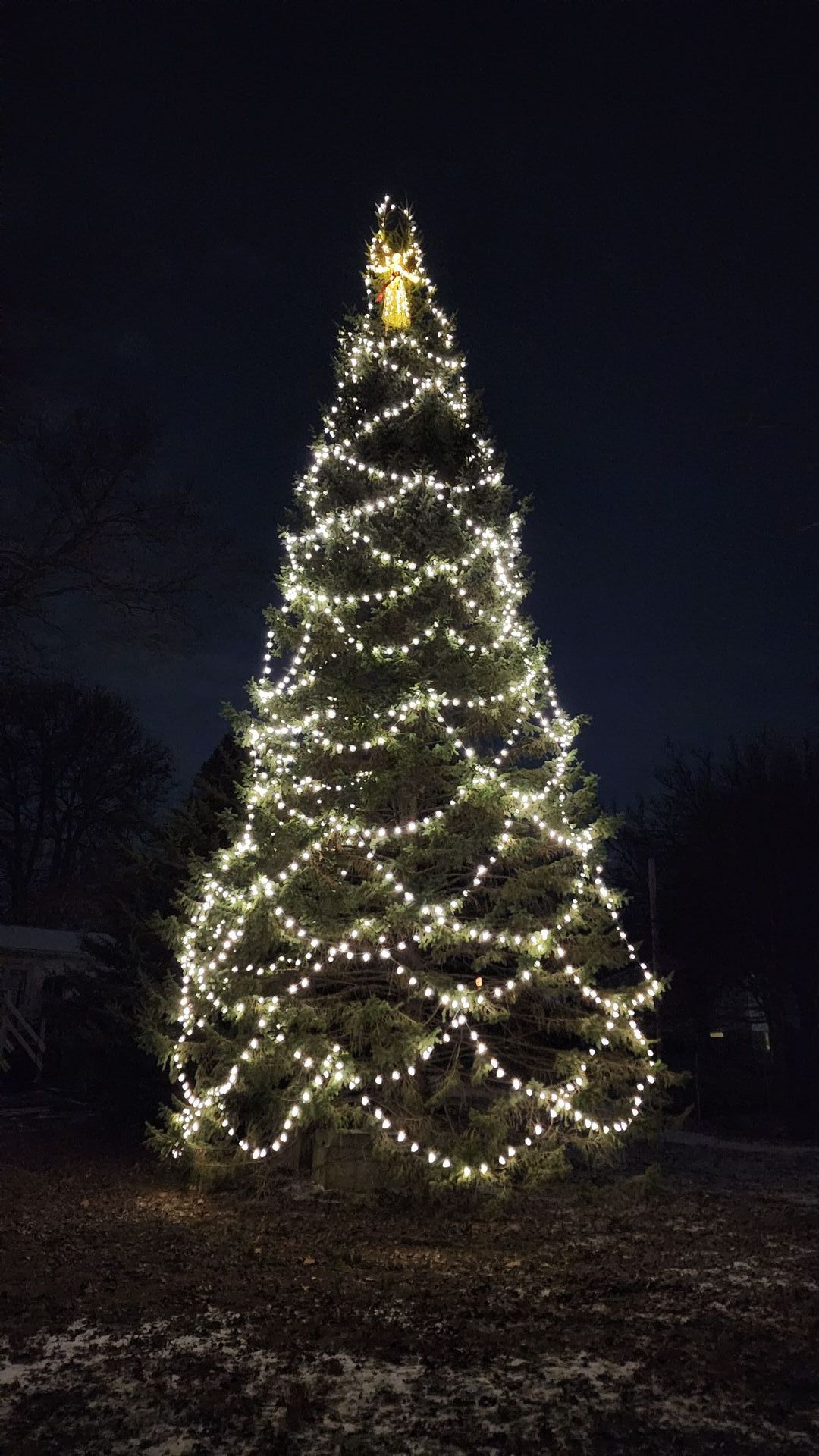 A large christmas tree is lit up at night.