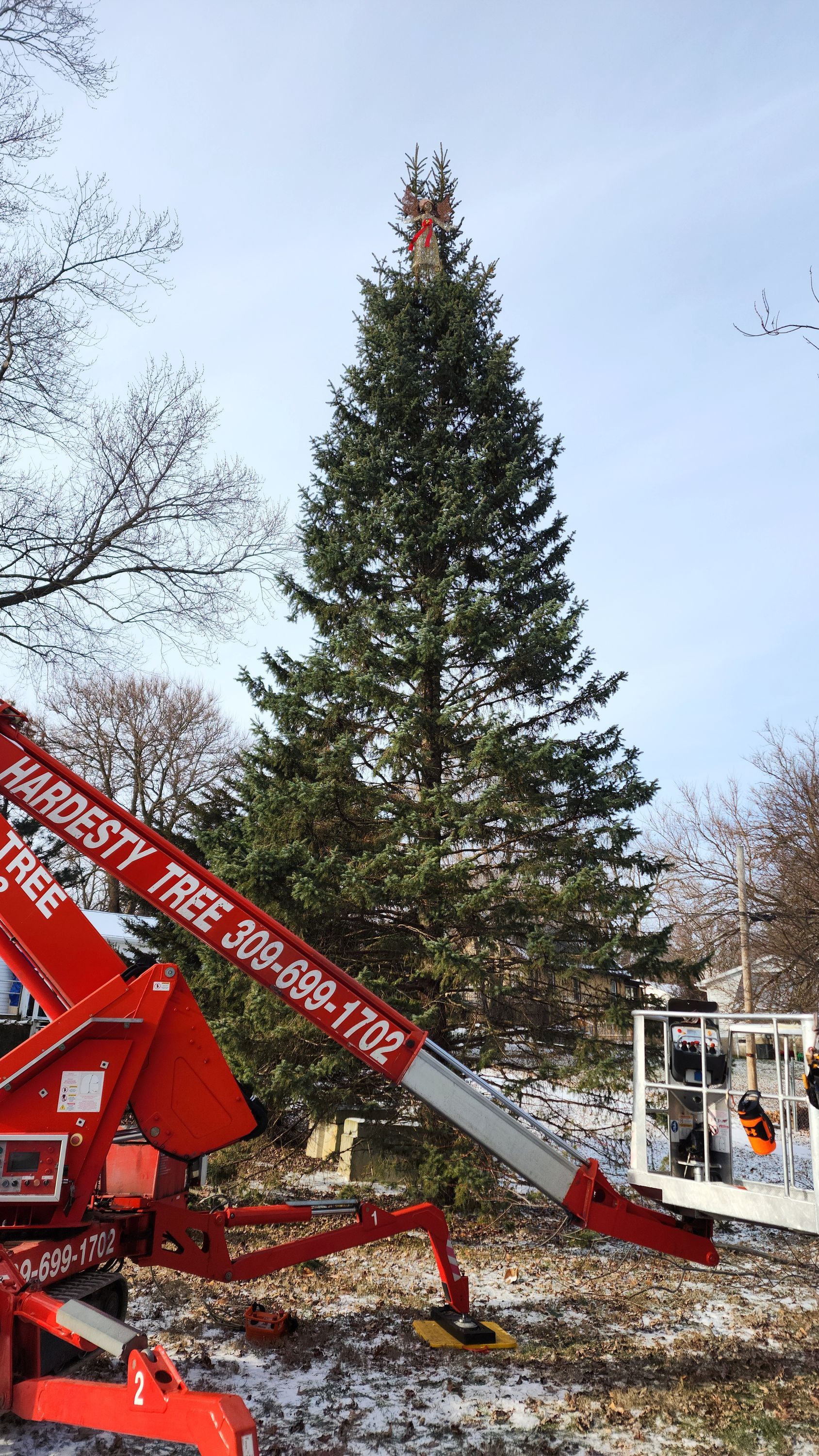A large christmas tree is being lifted by a crane.